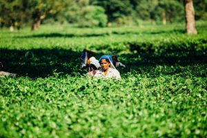 Arbeiten in Indien - natürlich nicht in einer Tee-Plantage