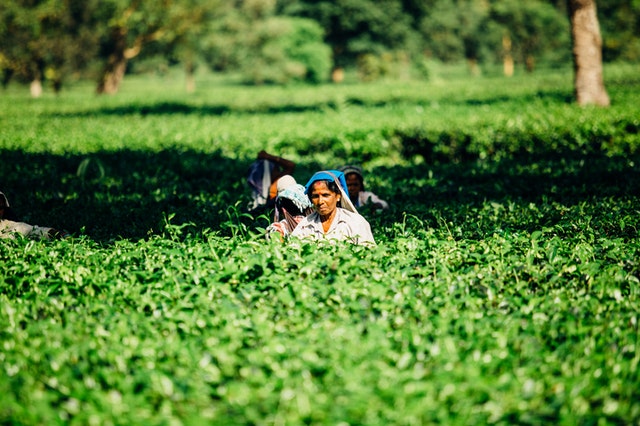 Arbeiten in Indien - natürlich nicht in einer Tee-Plantage